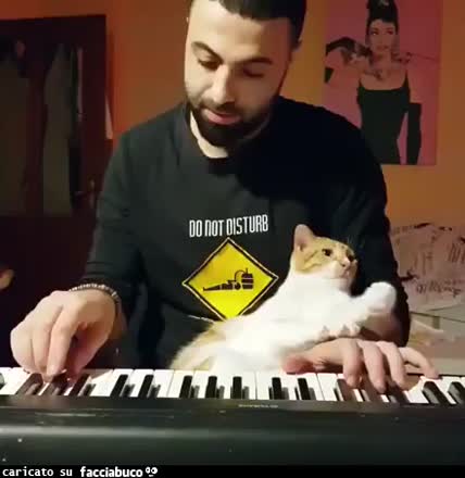 Pianoforte e gatto