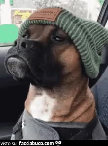 gif animata
