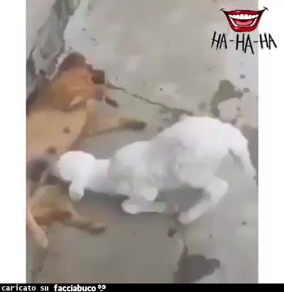 Video: Agnellino ciuccia il latte da un cane