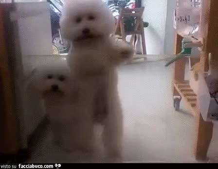 Gif Animata