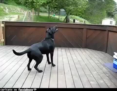 Cane rincoglionito