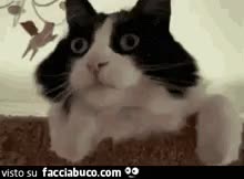 gif animata