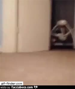 gif animata