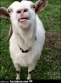 gif animata