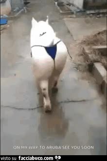 gif animata