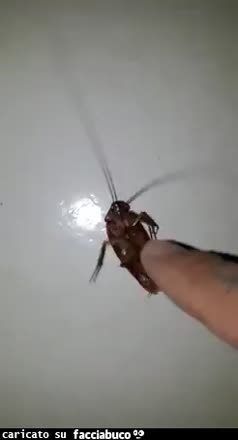 Solletico scarafaggi