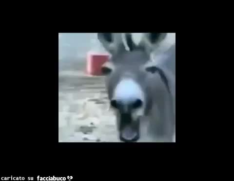 gif animata